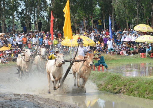 Sôi nổi Hội đua bò Bảy Núi