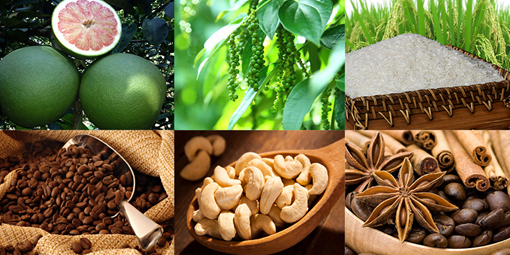 Nông sản Việt muốn bứt phá phải cải thiện khâu yếu nhất