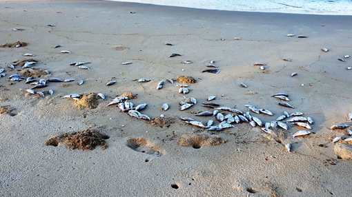 Nước biển không ô nhiễm, cá chết hàng loạt dạt bờ biển Đà Nẵng 