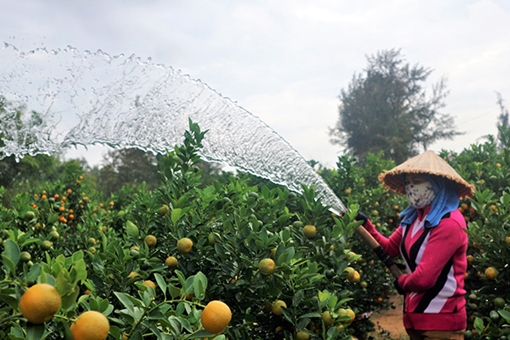 Làng quất Cẩm Hà hối hả vào vụ Tết