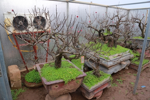 Đào thất thốn Nhật Tân "nằm" điều hòa chờ Tết