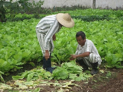 Chốn yên bình của người đàn ông từng 20 trốn trong rừng