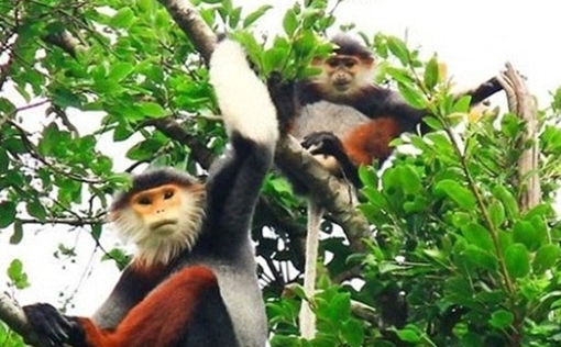 19 cá thể động vật hoang dã quý hiếm được cứu hộ