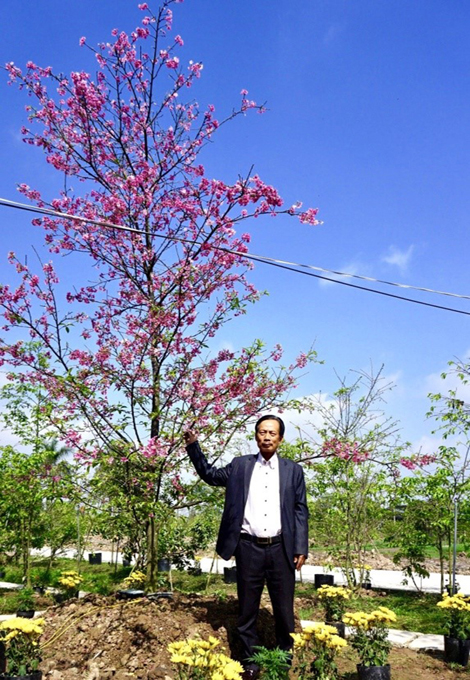 “Gã khùng” đất Cảng và niềm đam mê trồng hoa Anh đào