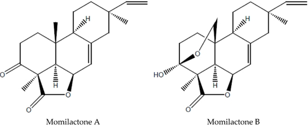Momilactone: Hợp chất đắt hơn vàng 30.000 lần