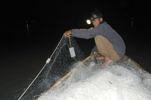 Mùa săn cá bông lau ở miền Tây Nam bộ
