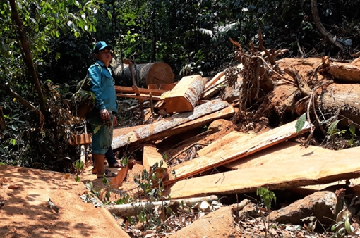 Phản hồi vụ phá rừng ở Phước Sơn
