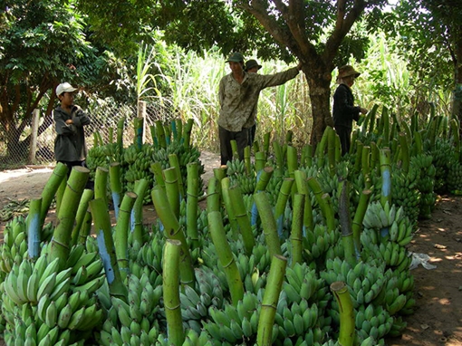 Trồng chuối “ngăn” học sinh... bỏ học giữa chừng