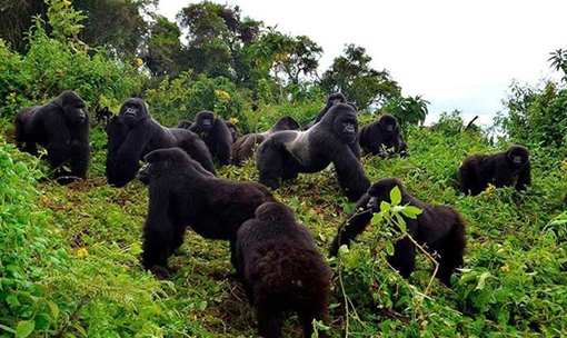 Chuyện lạ thế giới số 237