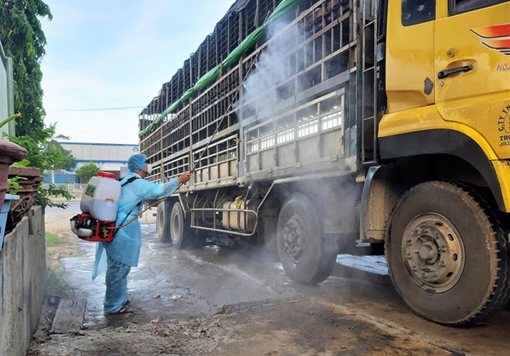 Xe tải chở đàn heo nhiễm dịch tả lợn Châu Phi ở Quảng Nam