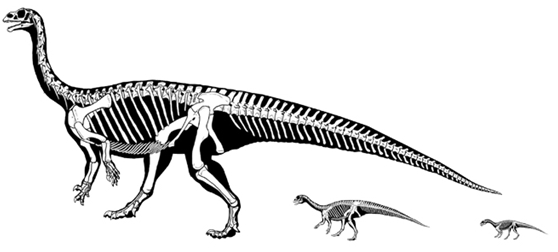 “Thằn lằn chuột”: Loài khủng long biết bò rồi mới biết đi