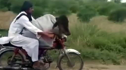 Chuyện lạ thế giới số 239