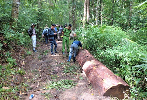 Những lần tác nghiệp vạch mặt thủ đoạn phá rừng thông Tây Nguyên