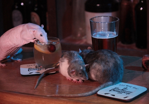 Chuyện lạ thế giới số 240