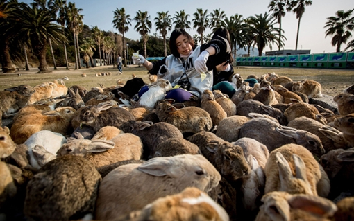 Okunoshima: Đảo thỏ xinh đẹp của nước Nhật