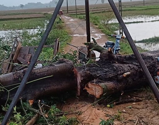 Cây cổ thụ gãy đổ khiến một phụ nữ tử vong thương tâm 