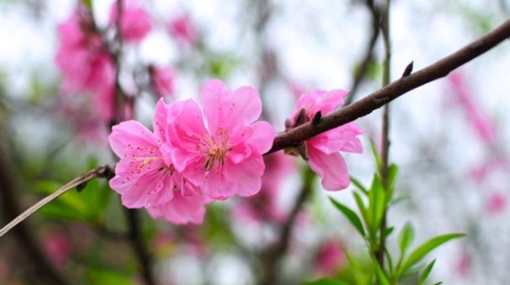 Nghỉ 7 ngày Tết Nguyên đán 2020