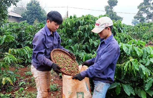 Tháo gỡ khó khăn để cà phê Việt “cất cánh”