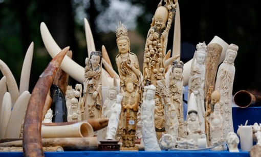 Kháng nghị không cho hưởng án treo trong vụ mua bán 17 kg ngà voi