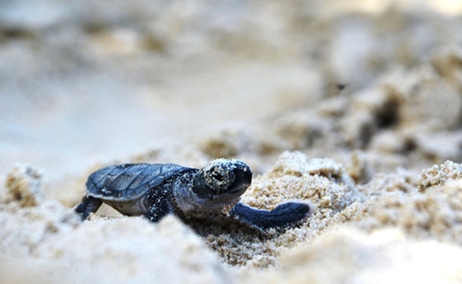 Hành trình về hướng đại dương