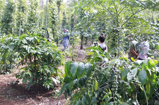 Phát hiện bộ xương người trong rẫy cà phê