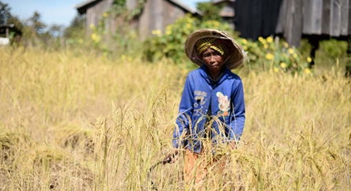 Tín dụng vi mô ở Campuchia: Lợi bất cập hại?