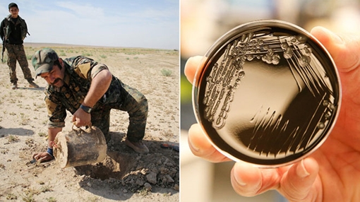 Dùng vi khuẩn để dò mìn