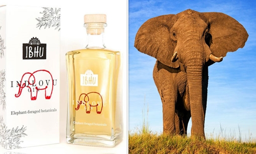 Chuyện lạ thế giới số 251