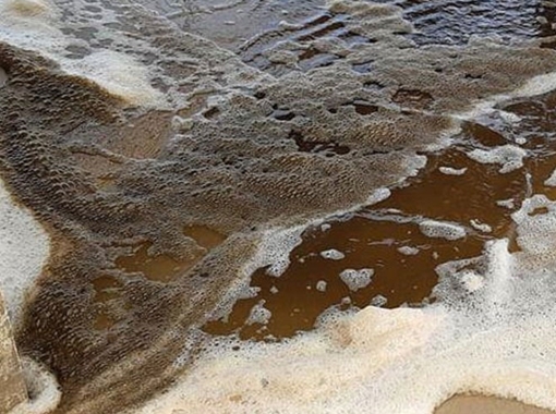 Nước biển chuyển màu ở Quảng Ngãi là do tảo