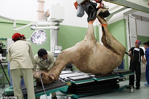 Chuyện lạ thế giới số 252