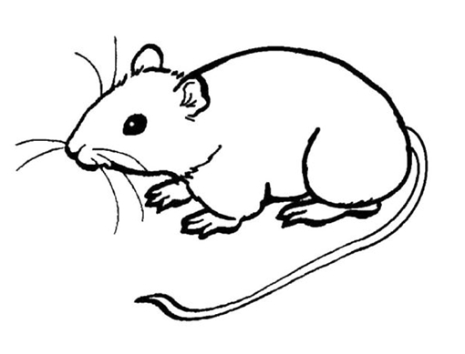 Cách vẽ con chuột đẹp đơn giản Mẫu hình vẽ chuột cho bé dễ thương  Đại  Việt Sài Gòn
