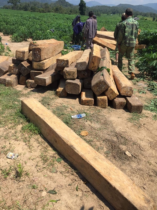 Cam go “cuộc chiến” giữ rừng Tây Nguyên