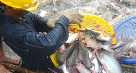 Ngành cá tra “ngậm đắng” mong dịch COVID-19 qua mau