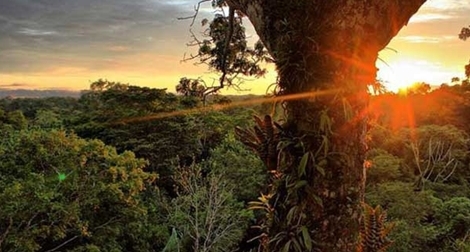 Báo động đỏ: Rừng nhiệt đới mất khả năng hấp thụ cacbon