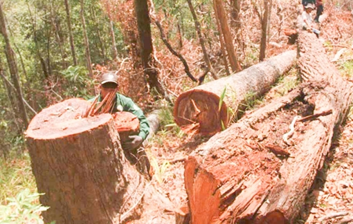 Nhiều cán bộ mất chức vì sai phạm nghiêm trọng