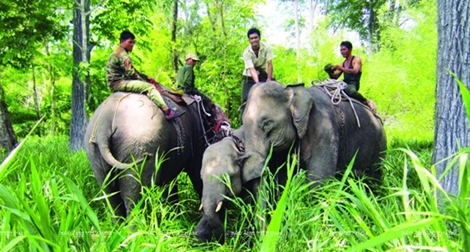 Cải thiện bức tranh bảo tồn voi Tây Nguyên