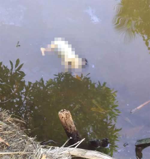 Thi thể trẻ trôi dạt trên sông nghi bị vứt bỏ sau sinh