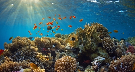 Bảo vệ và phát triển nguồn lợi hải sản vì một đại dương xanh