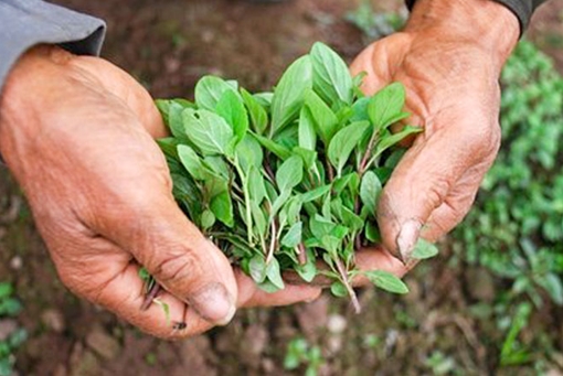 Đâu rồi húng Láng?