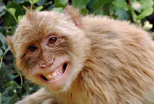 Khỉ bị... triệt sản