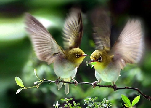 Tiếng chim trong thành phố...