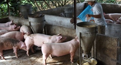 Chưa thể giảm giá thịt lợn - vì sao?