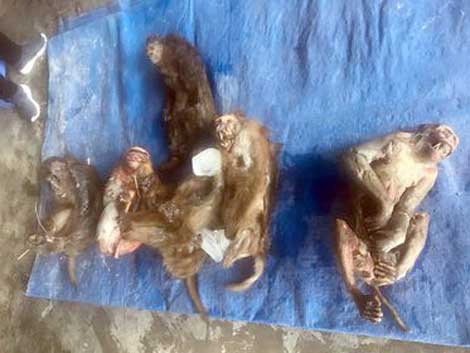 Vận chuyển trái phép 6 cá thể động vật hoang dã