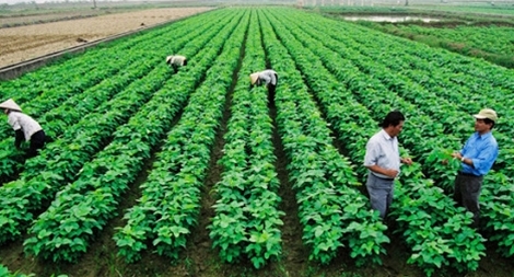 Gần gũi môi trường là nông nghiệp hiện đại