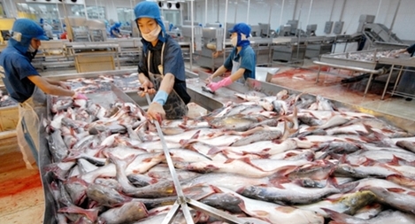 Nông dân phấn khởi do giá cá tra tăng trở lại