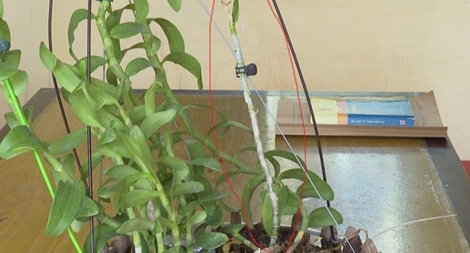 Mất gần 300 triệu đồng vì giò lan đột biến gắn bằng keo 502