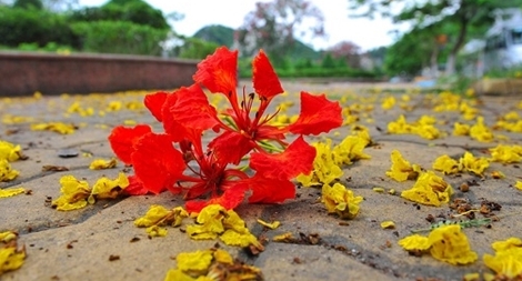 Thầy trò trường huyện