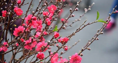 Bên thềm tháng Chạp...