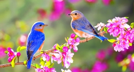 Thì thầm mùa xuân