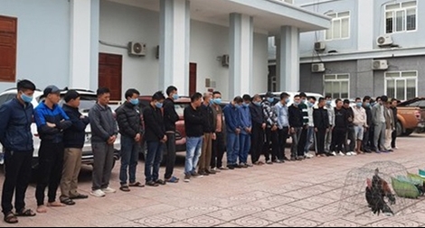 Hơn 30 đối tượng sát phạt trong sới gà 
